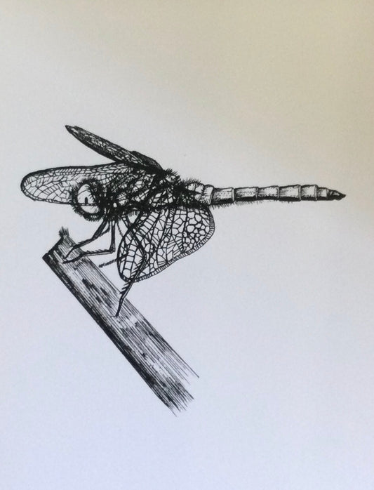 Canadian Bugs/assortment card