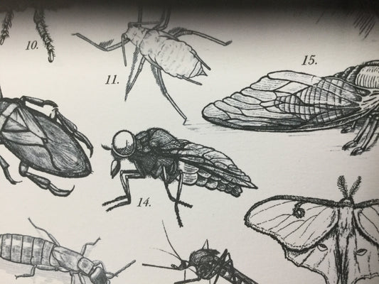 Canadian Bugs, 2018 card or 11x17 print by Andrea Burton
