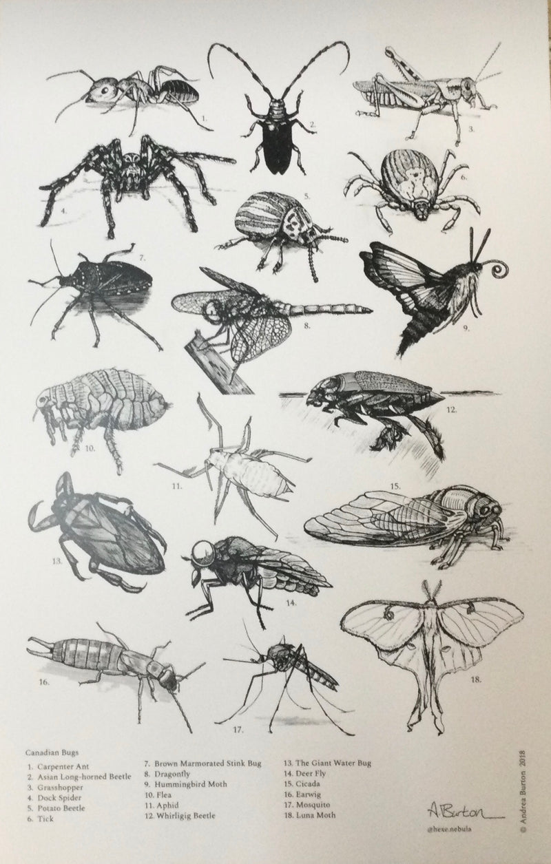 Canadian Bugs Poster