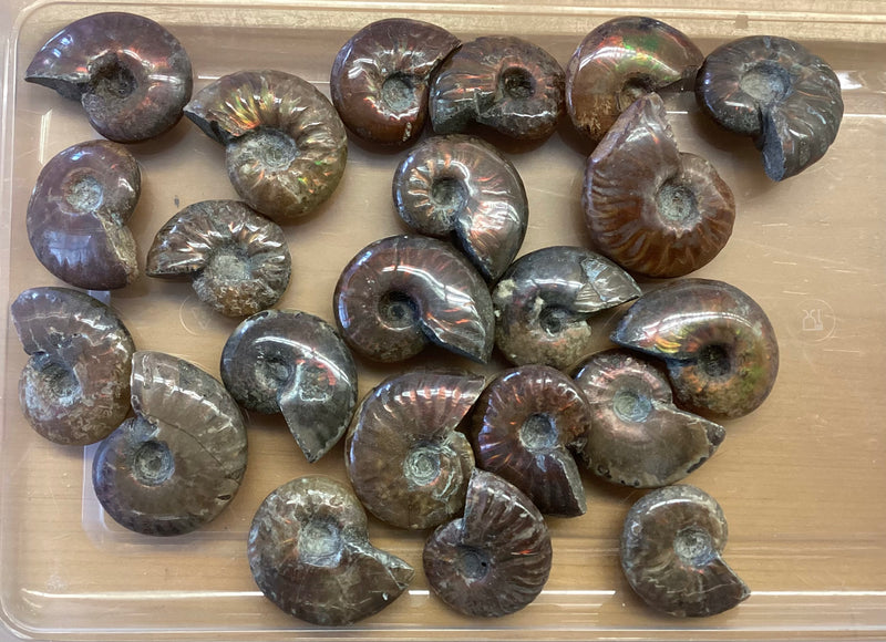 Rainbow Ammonite
