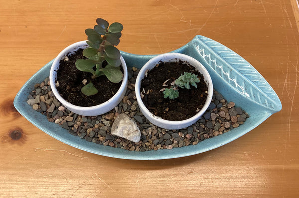 Plants