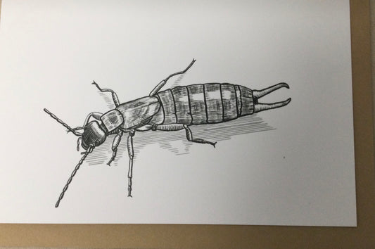 Earwig card