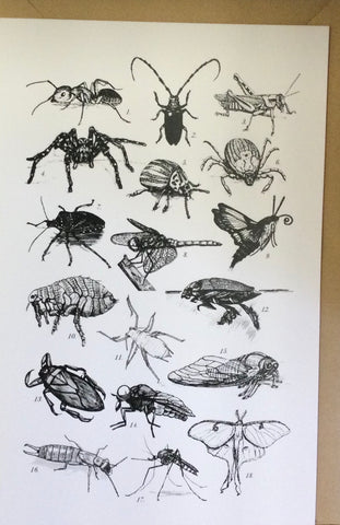 Canadian Bugs/assortment card