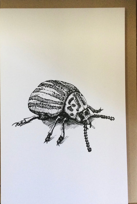Potato Beetle card