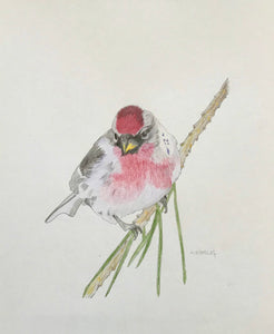 Common Redpoll Card