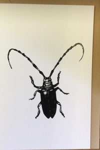 Asian Long-Horned Beetle card