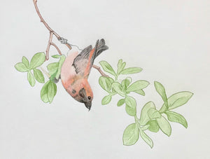 Red Crossbill Card