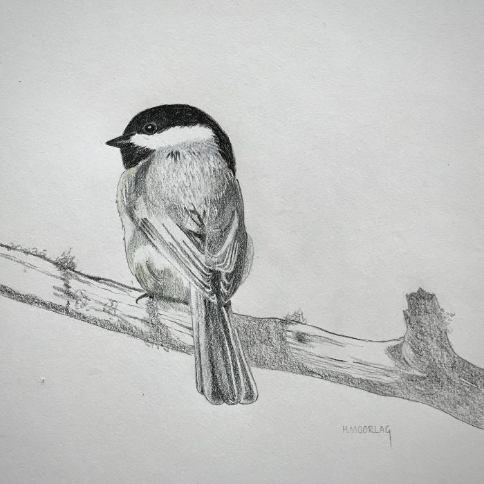 Chickadee Card