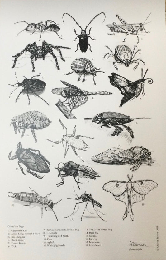 Canadian Bugs Poster