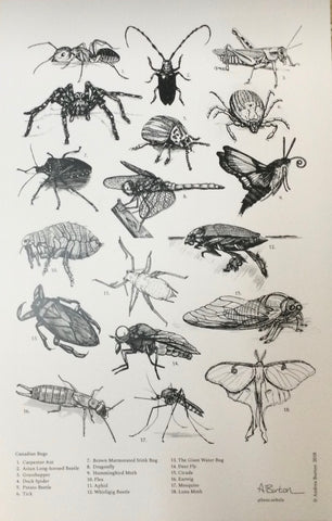 Canadian Bugs Poster